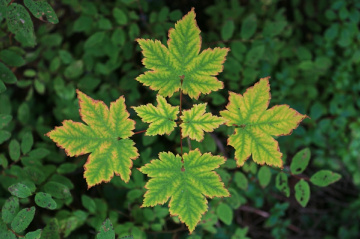 Autumn has coming…