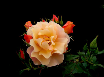 BLÜTEN