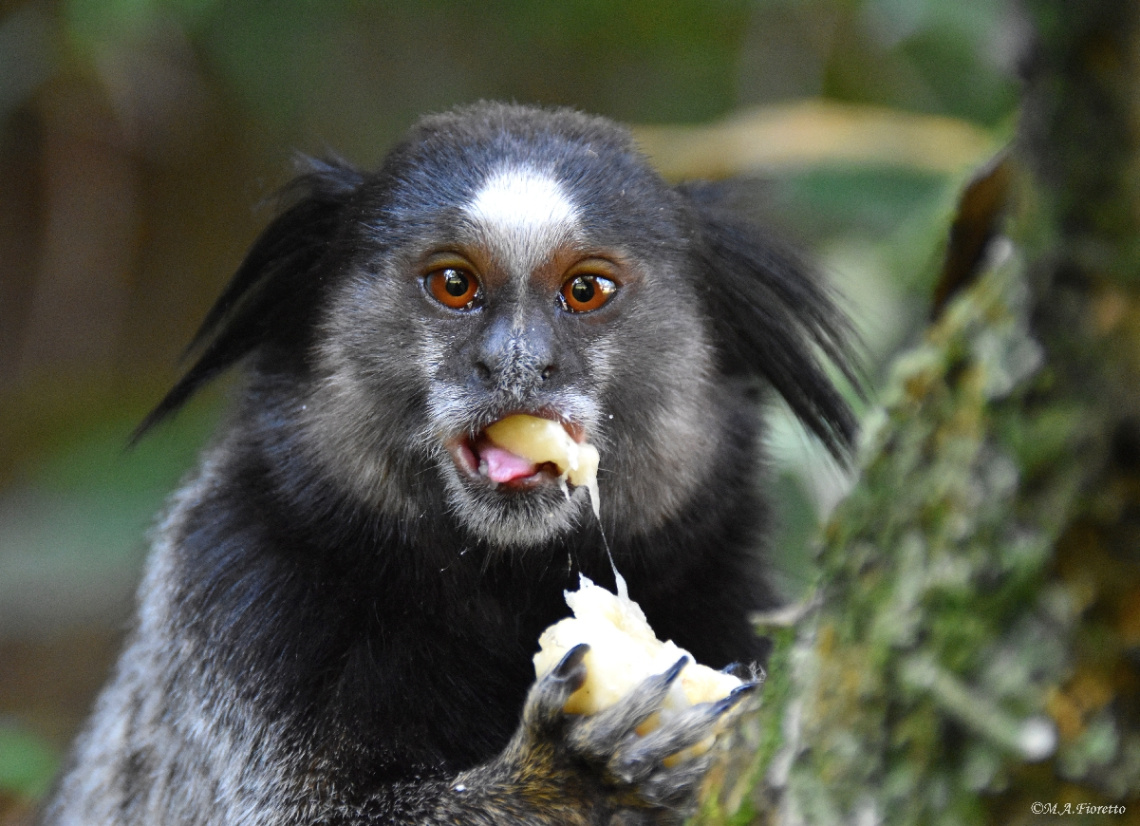 Sagui