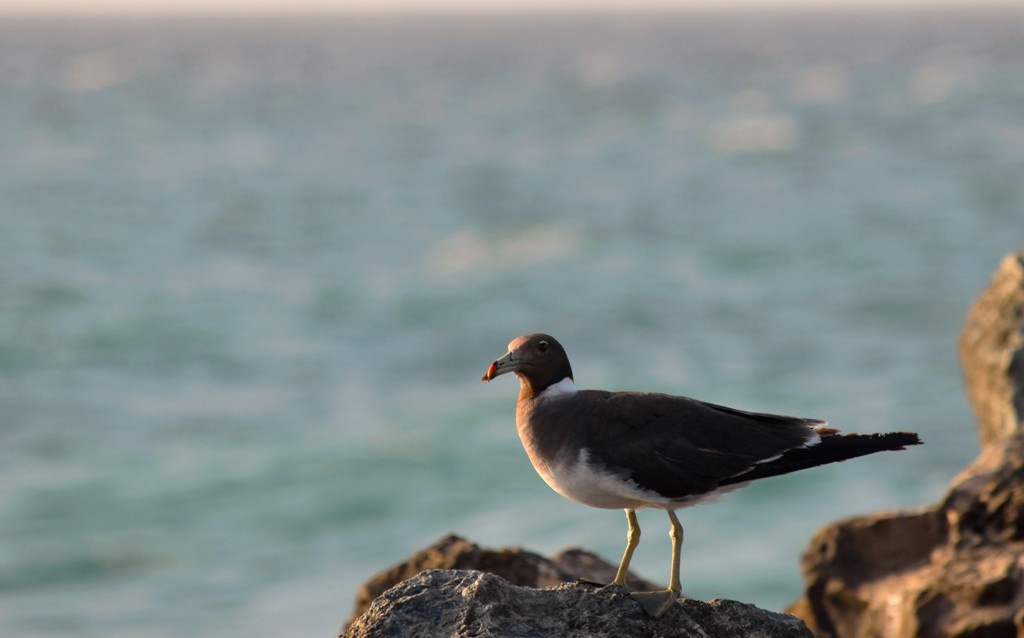 A Watchful Gull 2