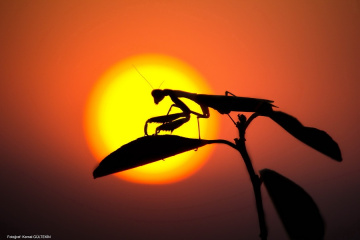 Mantis