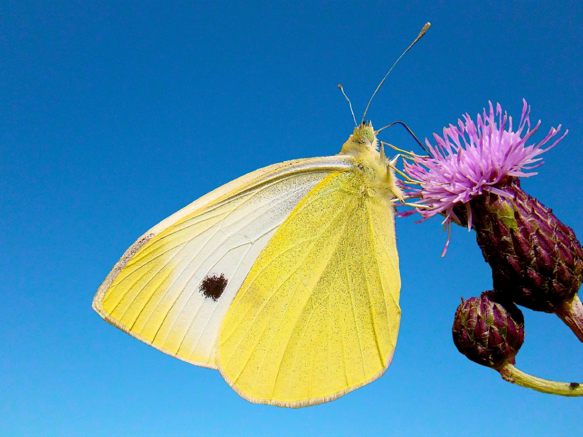 BLÜTE MIT BESUCH