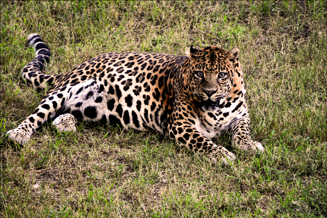 Leopard - Pars