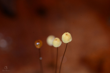 mushroom