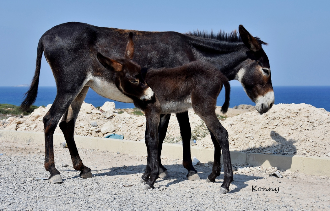 mother & child 