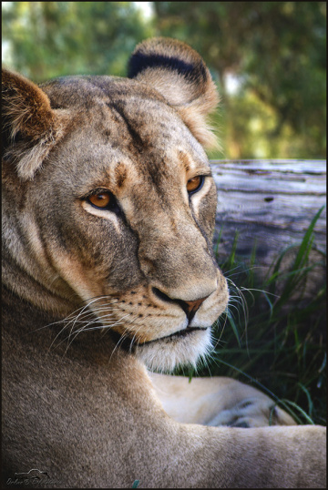 Lioness