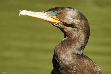 Biguá