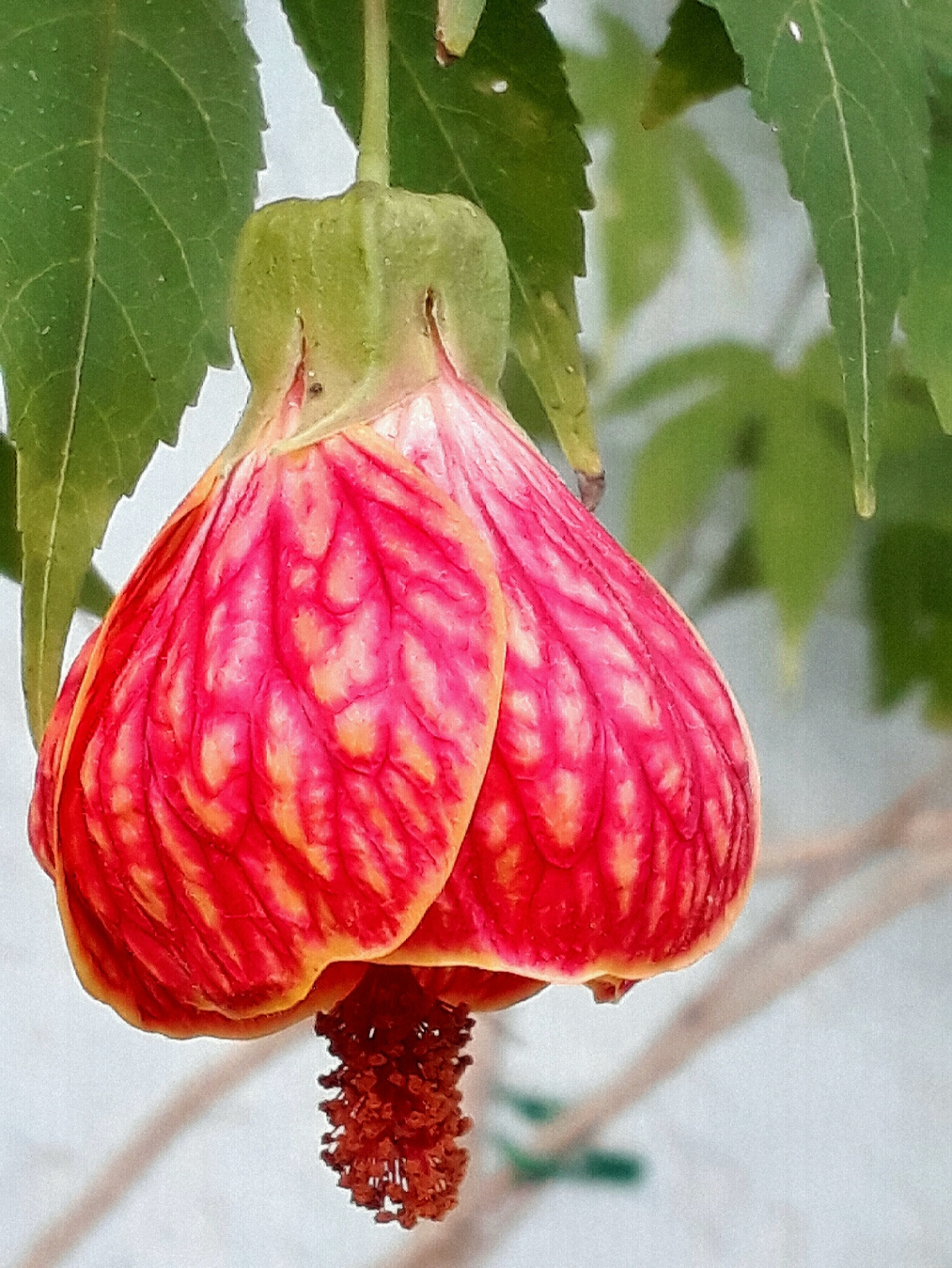 Chinese Lantern - Flower Bell.