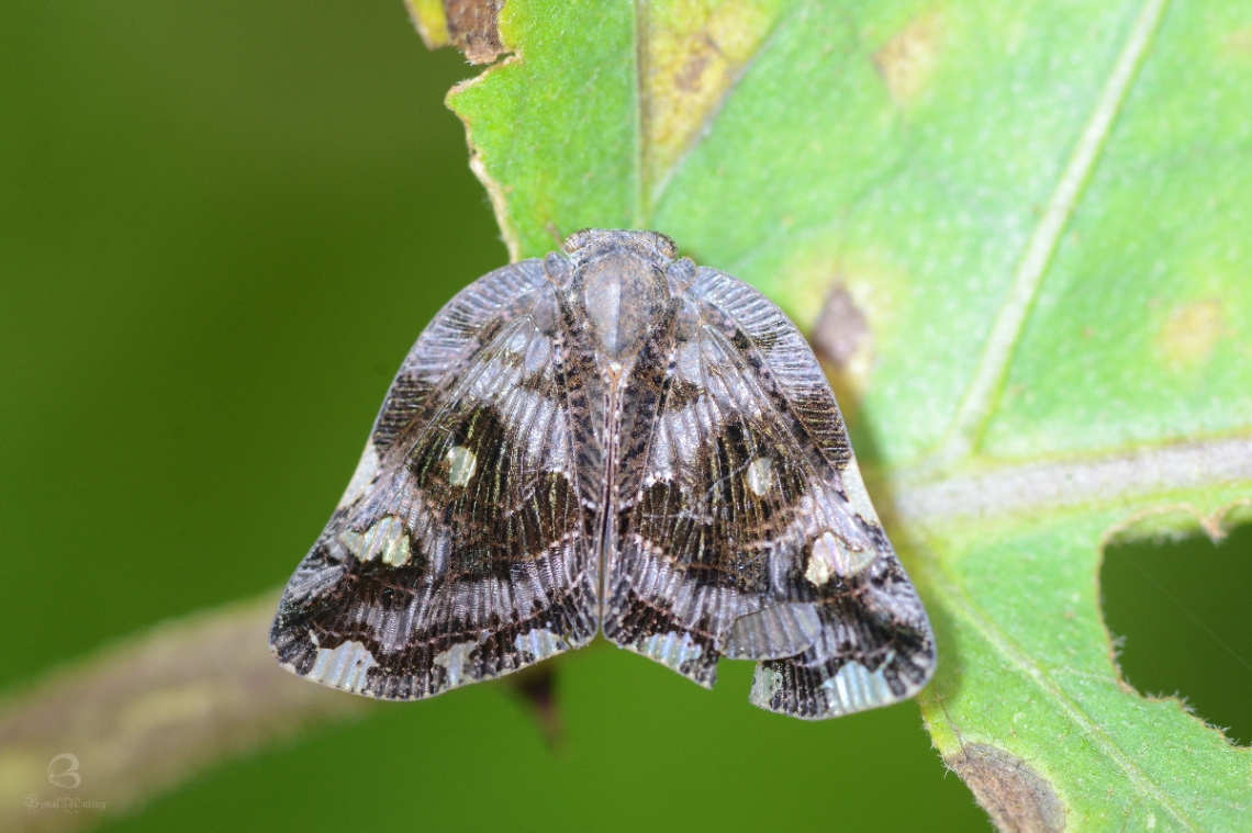 moth