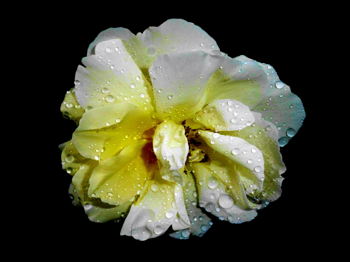 REGENTROPFEN