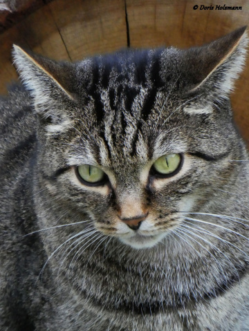 Nachbars Katze