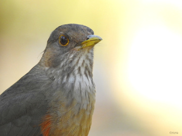 Turdus rufiventris