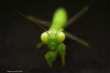 Mantis 2