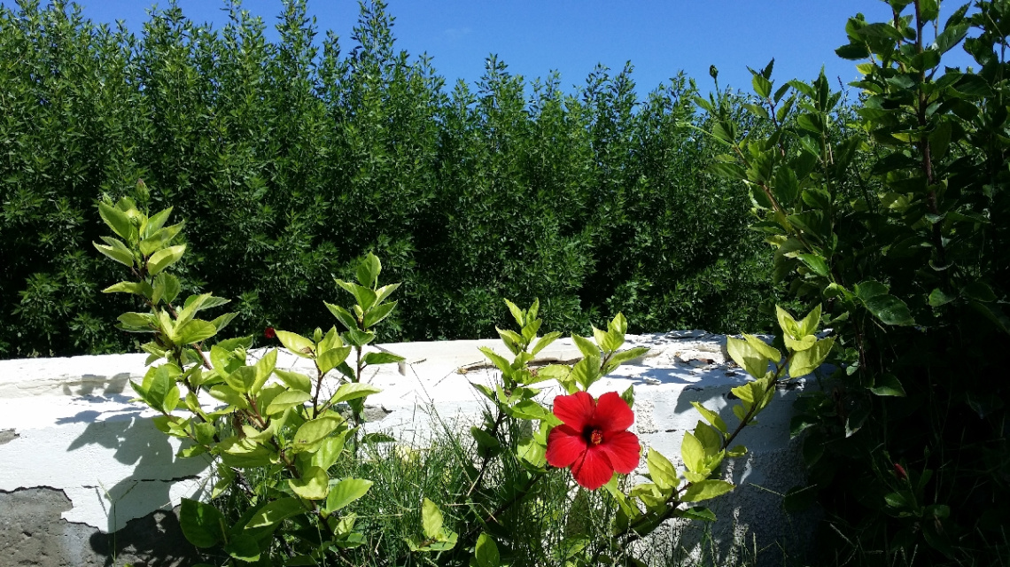 Egypt  - red rose 