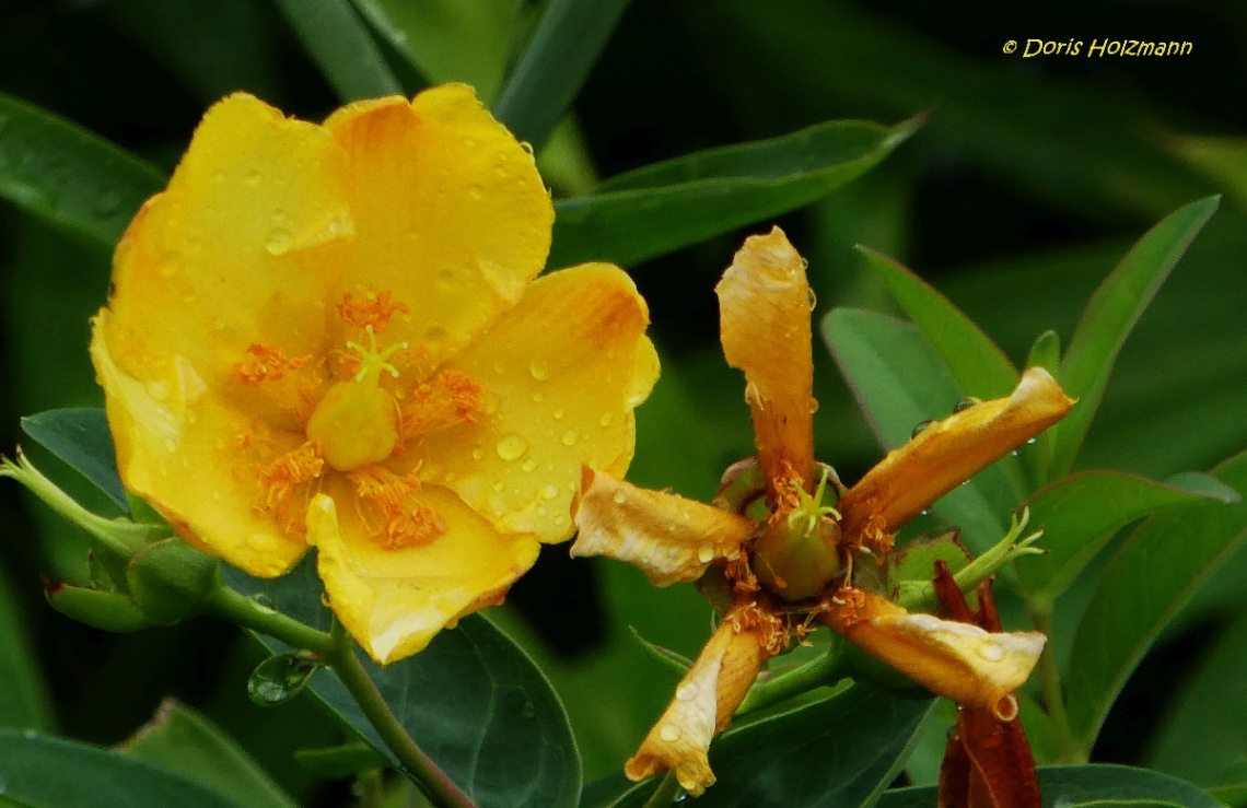 Gelbe Blüte