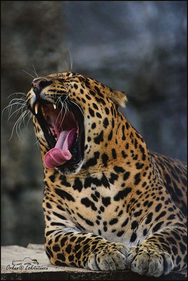 Leopard - Pars