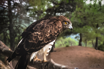 Kızıl Boyunlu Şahin - Red-necked Buzzard