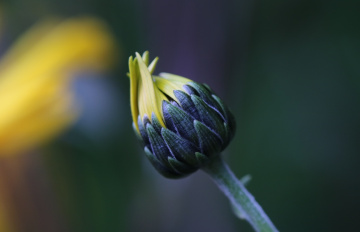 A flower button copy