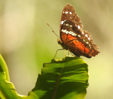Borboleta 
