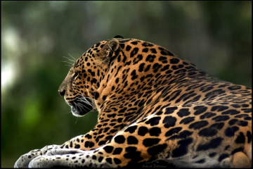 Leopard - Pars