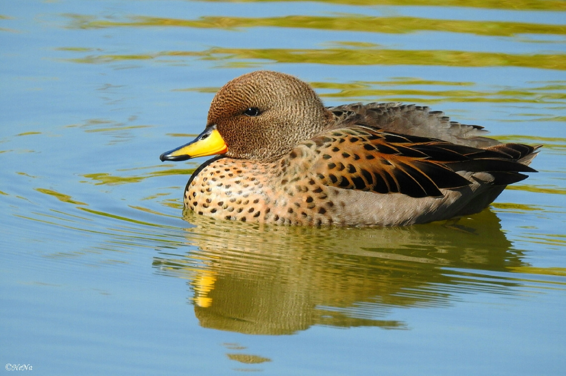 Migratory Duck