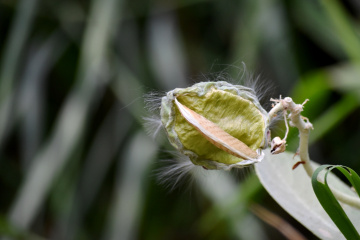 Beauty in Wild