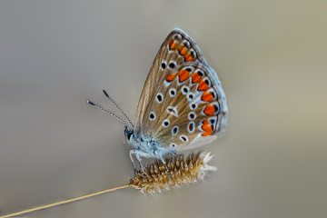 Kelebek