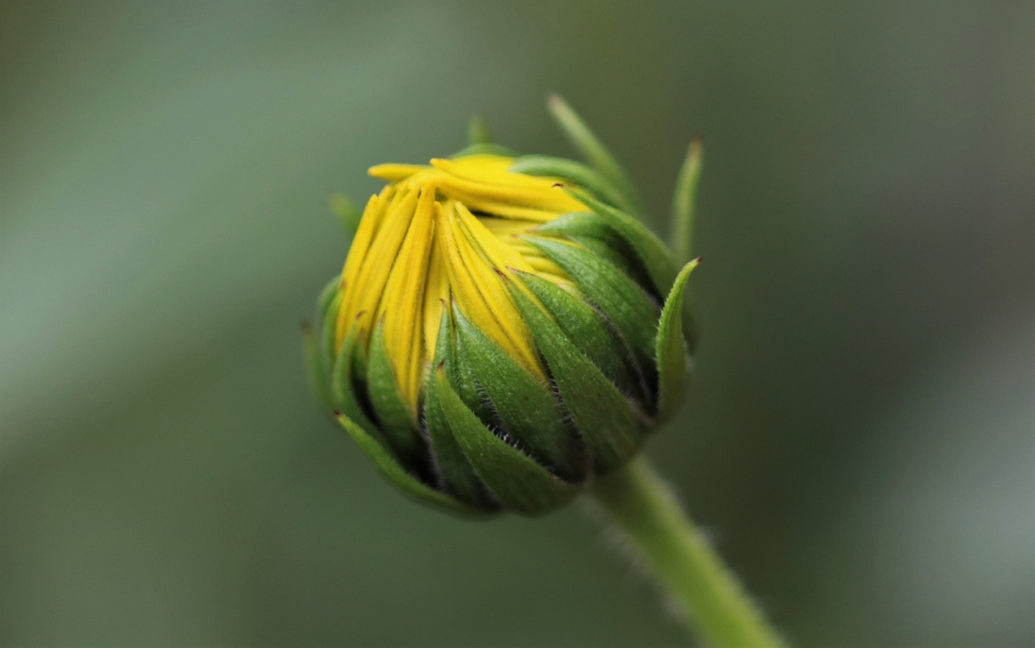 Another flower button copy