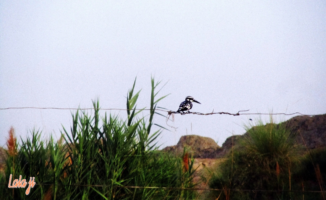 Kingfisher.......2