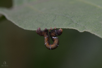 caterpillar