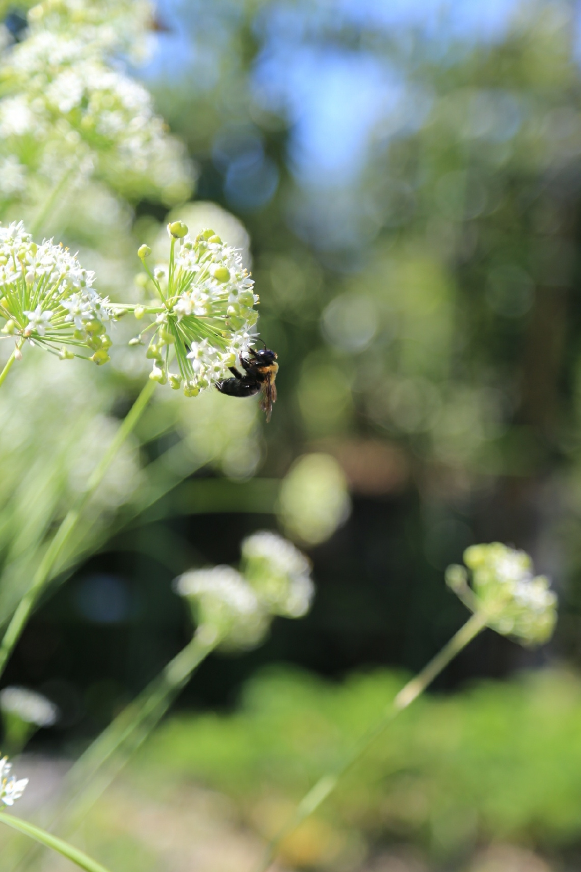 bee