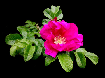 BLÜTE