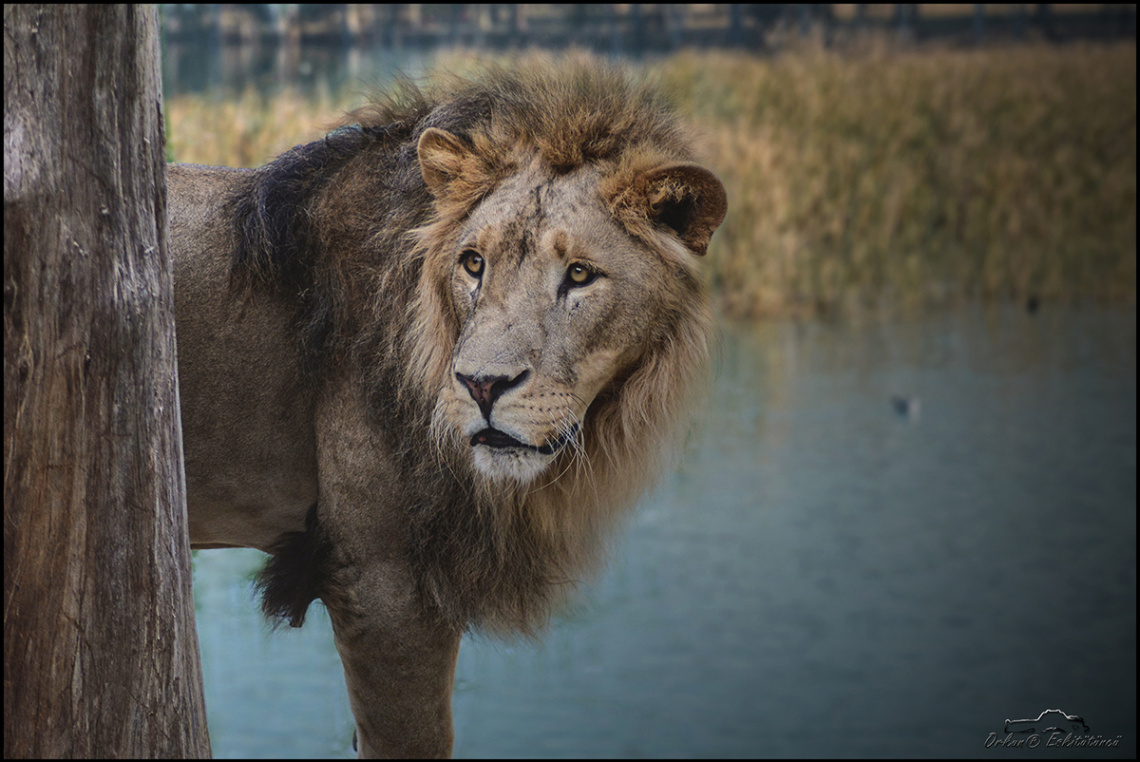 king of beasts