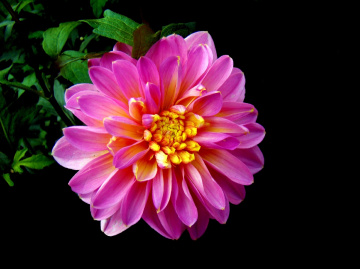 BLÜTE