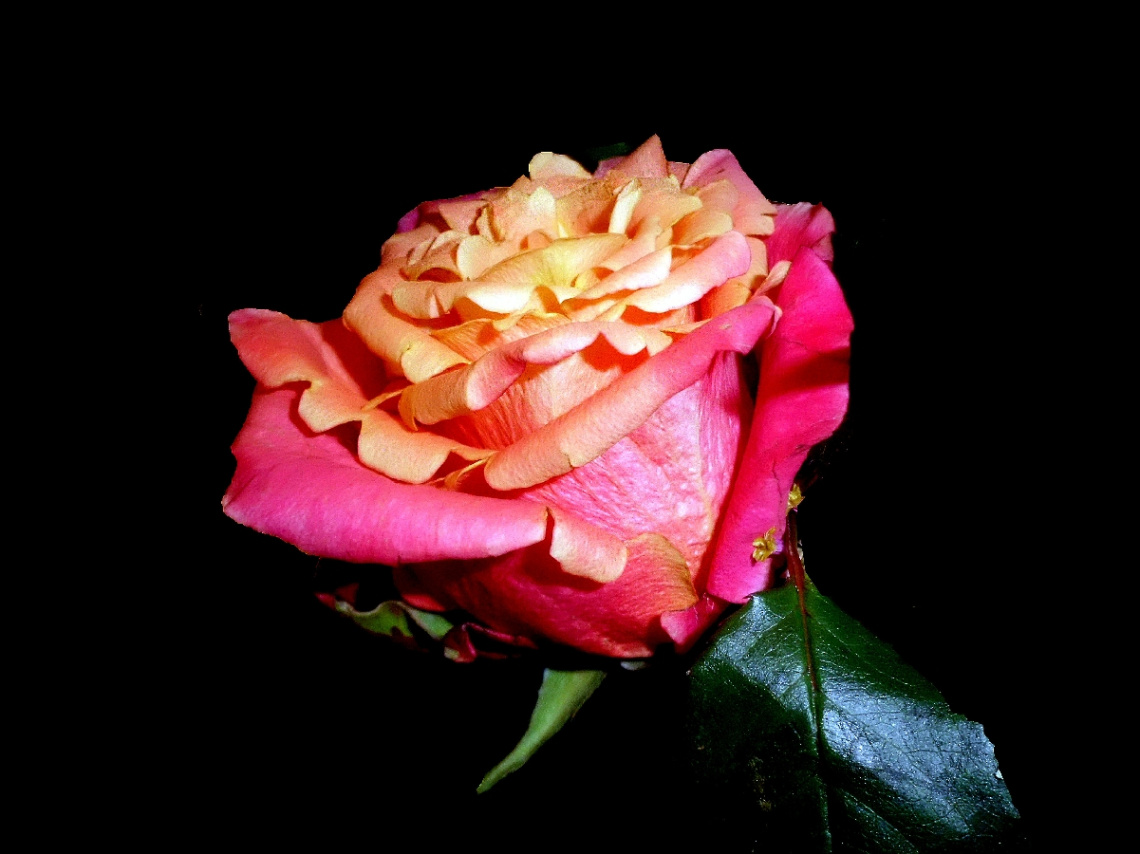 BLÜTE