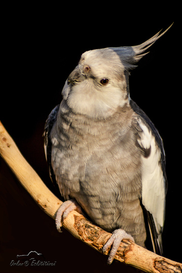 Sultan papağanı - Cockatiel 