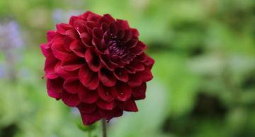 One Red