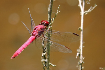 Red Dragonfly