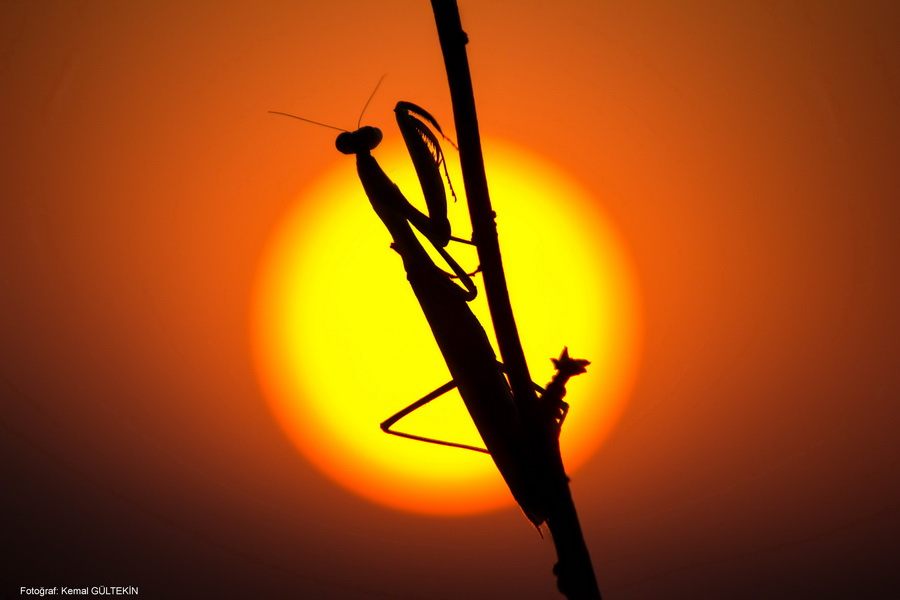 Mantis 4