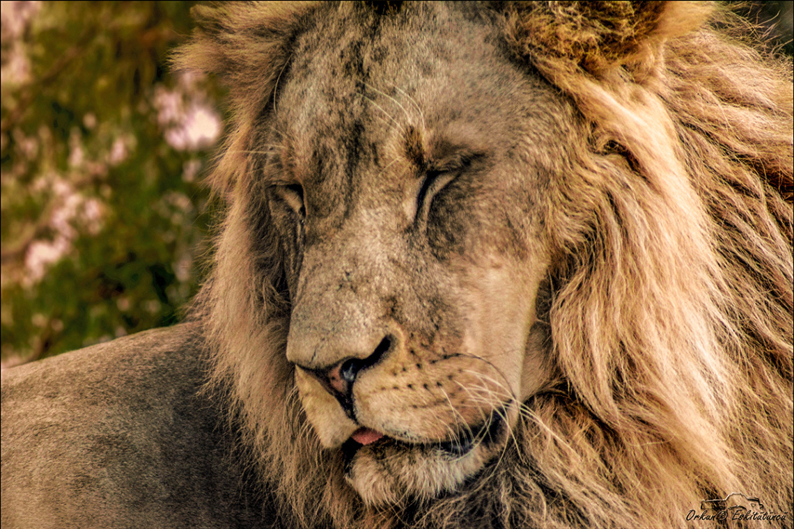 The King