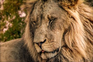 The King