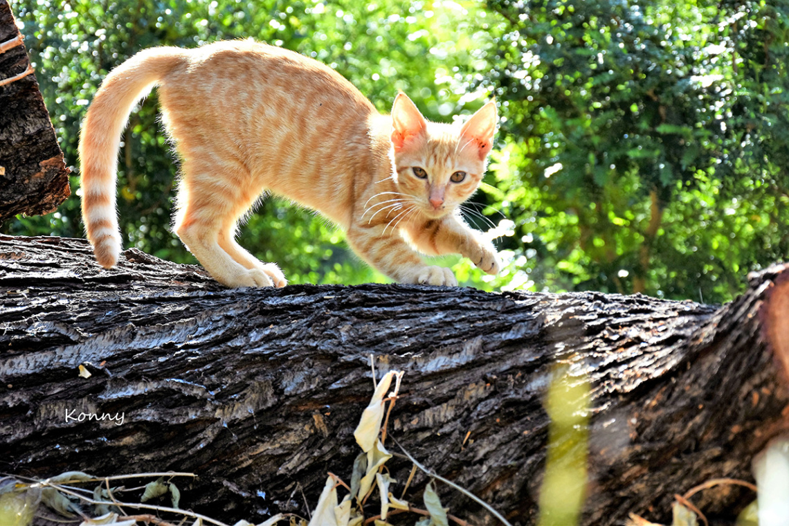 Cat Tree