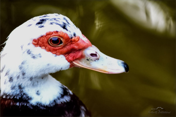 quack-quack