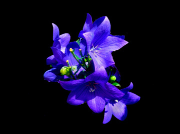 BLÜTEN
