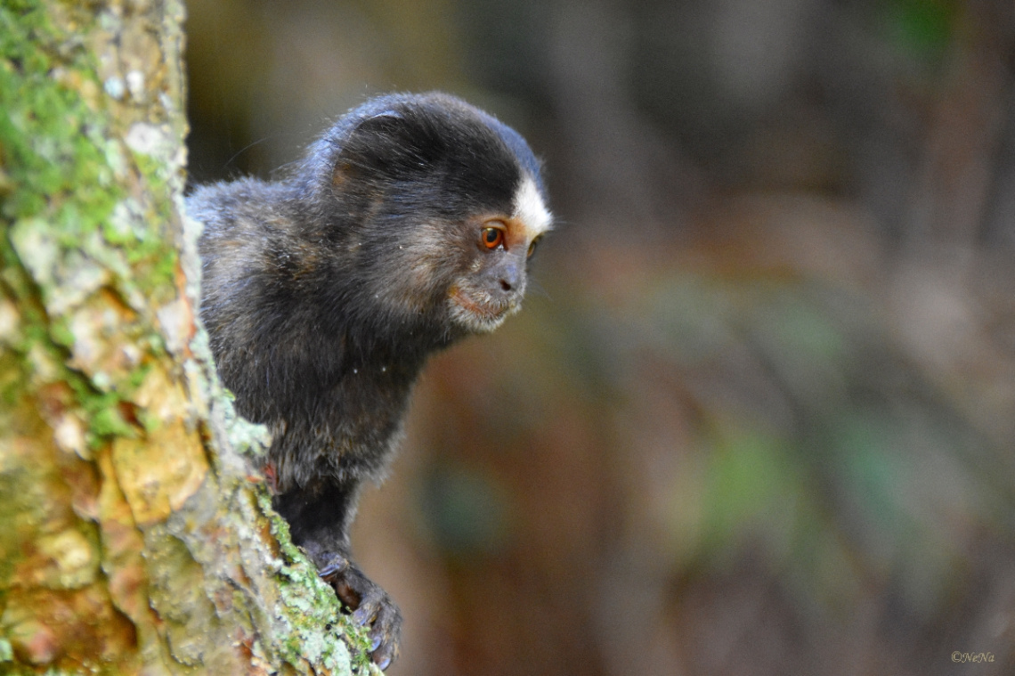 Sagui