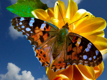 SCHMETTERLING