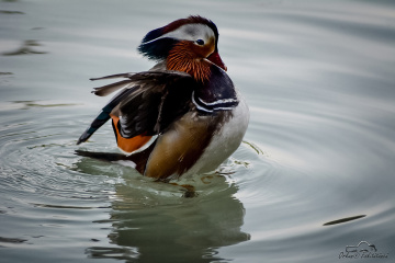 Mandarin ördeği -  Mandarin Duck