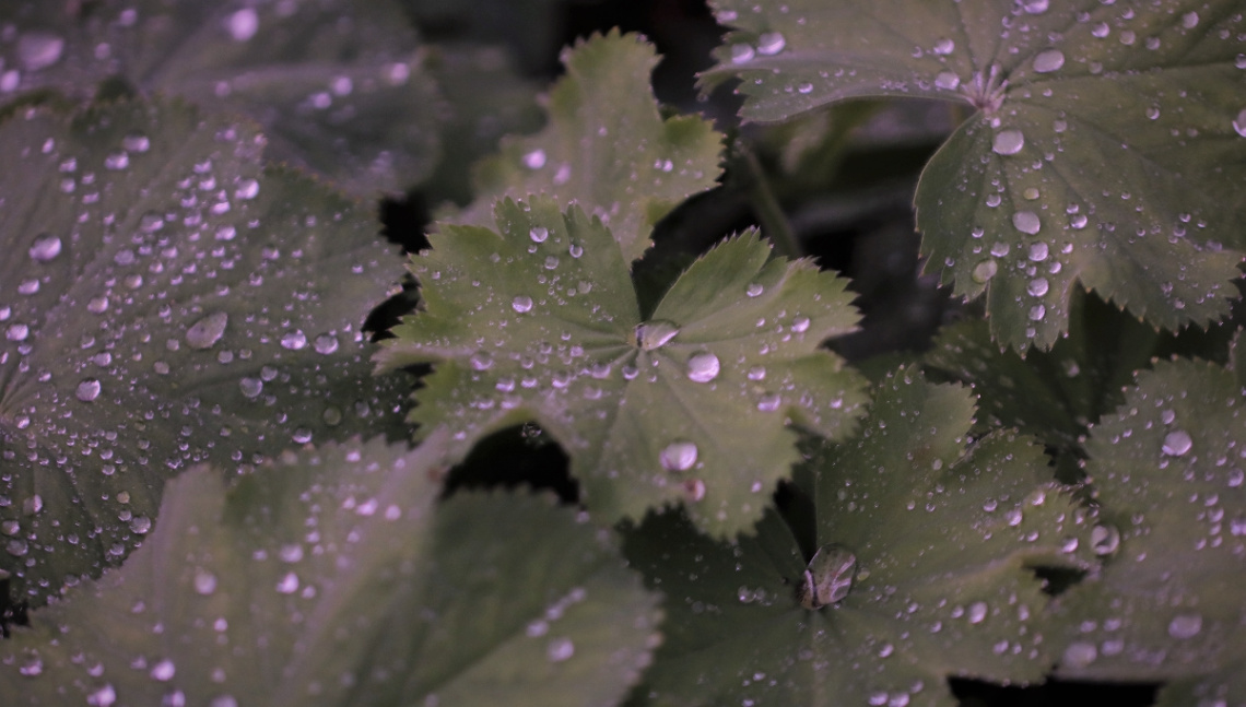 On a rainy summer day