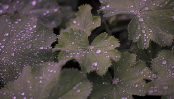 On a rainy summer day