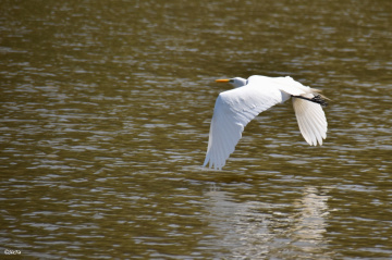 Great Egret